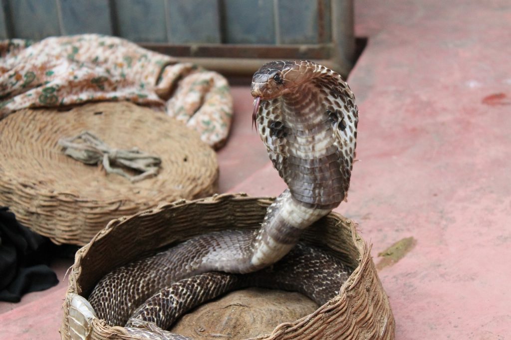 A cobra in a basket