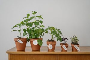 A range of plants of different sizes.