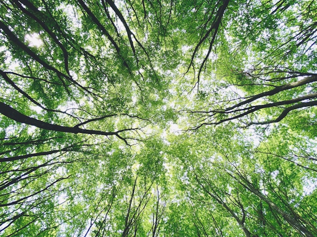Trees reaching into the sky